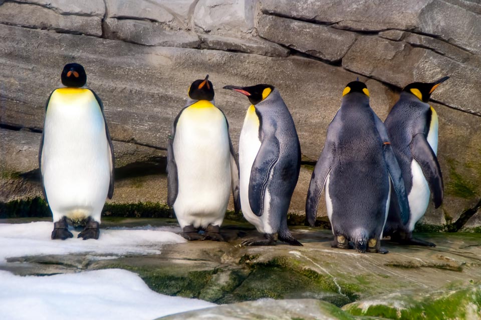 Pingvini u Berlinskom zoološkom vrtu
